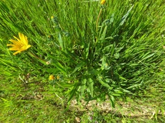 Wyethia angustifolia