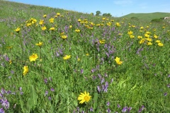 Wyethia angustifolia