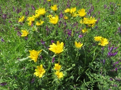 Wyethia angustifolia