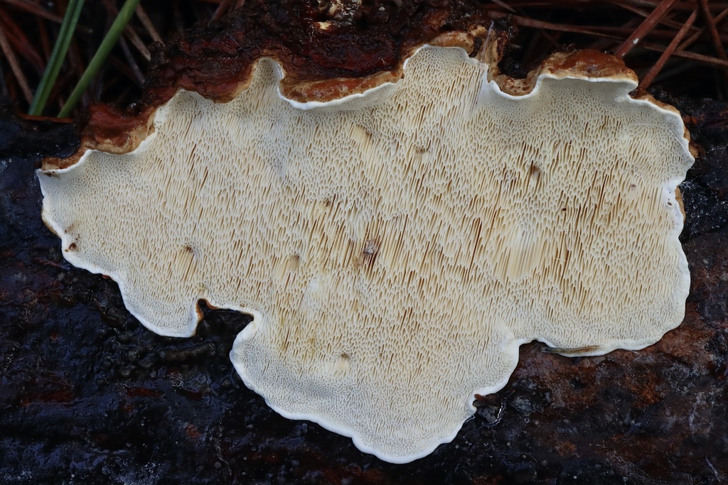 heterobasidion root disease fungus