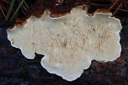 Heterobasidion irregulare Garbel. & Otrosina