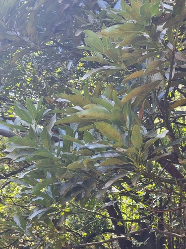 Image of Persea indica by (c) Vítor Jorge, some rights reserved (CC BY)