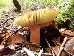 Russula tricholomopsis