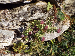 Hylotelephium anacampseros