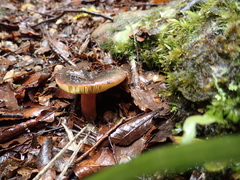Russula tricholomopsis