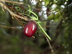 Coprosma colensoi