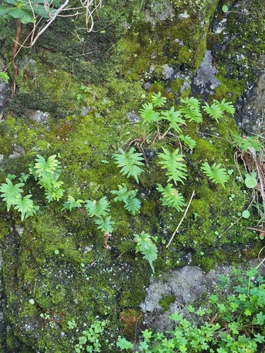 Polypodium macaronesicum, photograph 5