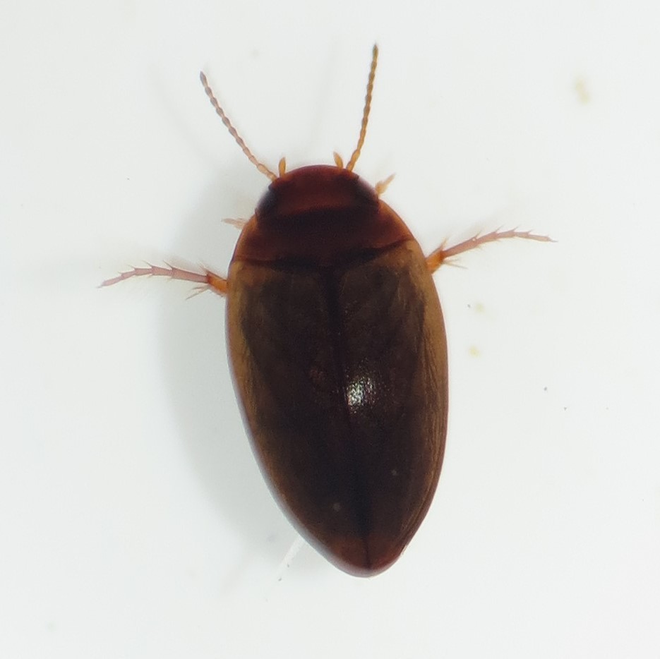 Sanfilippodytes vilis