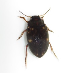 Leconectes striatellus