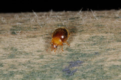 Adoxellus flavihirtus