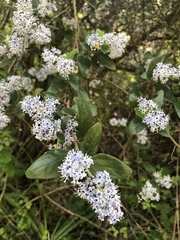 Ceanothus oliganthus sorediatus