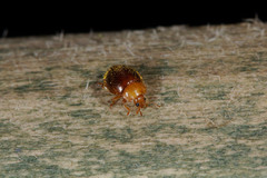 Adoxellus flavihirtus