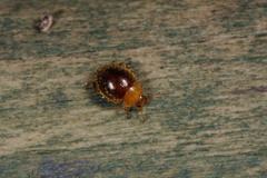 Adoxellus flavihirtus