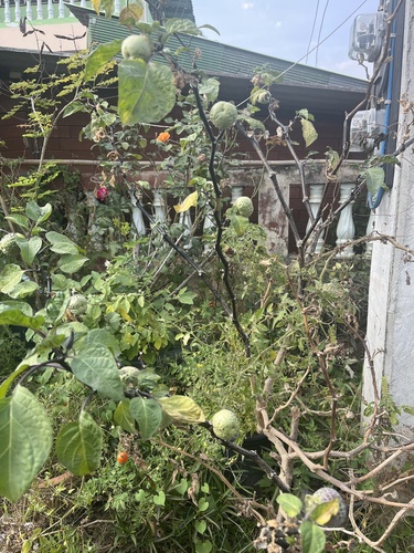 Foto de Trombeta-dos-anjos