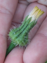 Urospermum picroides