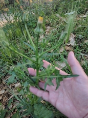 Urospermum picroides