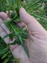 Urospermum picroides