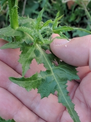 Urospermum picroides