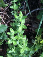 Galium californicum