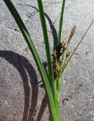 Carex breviculmis