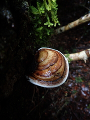 Fomitopsis hemitephra