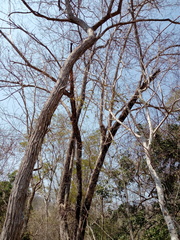 Dalbergia granadillo