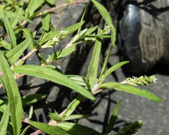 Slender Knotweed (Persicaria prostrata)
