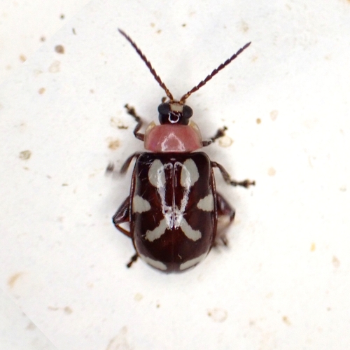 Omophoita stenodera