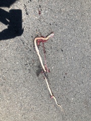 Masticophis fuliginosus