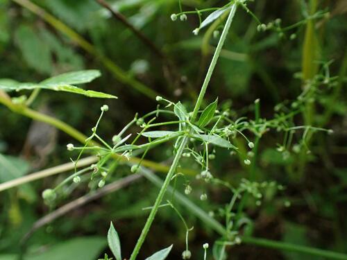 Galium kikumugura iNat (3)