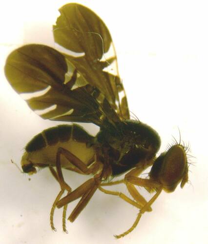 Tephraciura