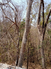 Dalbergia granadillo