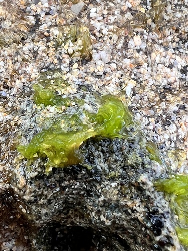 Ulva observed 2024-01-23