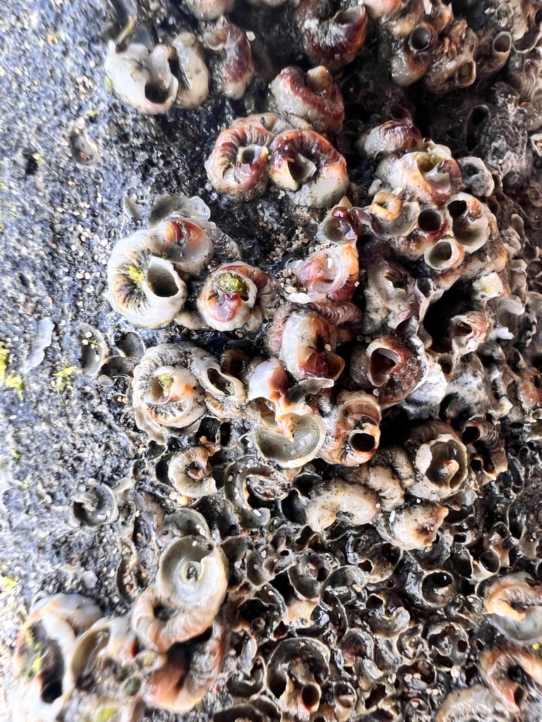 Dendropoma gregarium