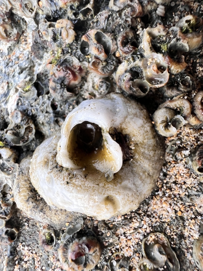 Variable Worm Snail