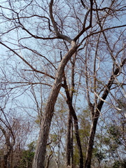 Dalbergia granadillo