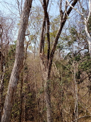 Dalbergia granadillo