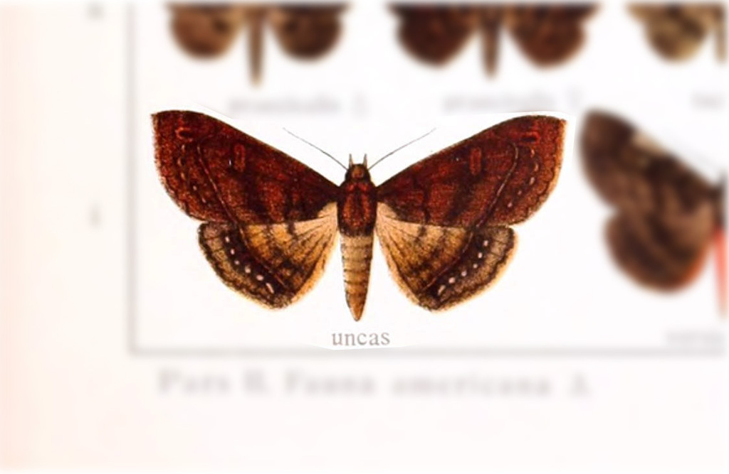 Azeta uncas