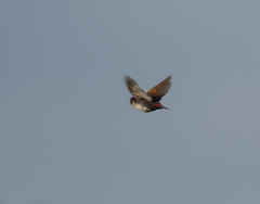 Locust Finch photo 3