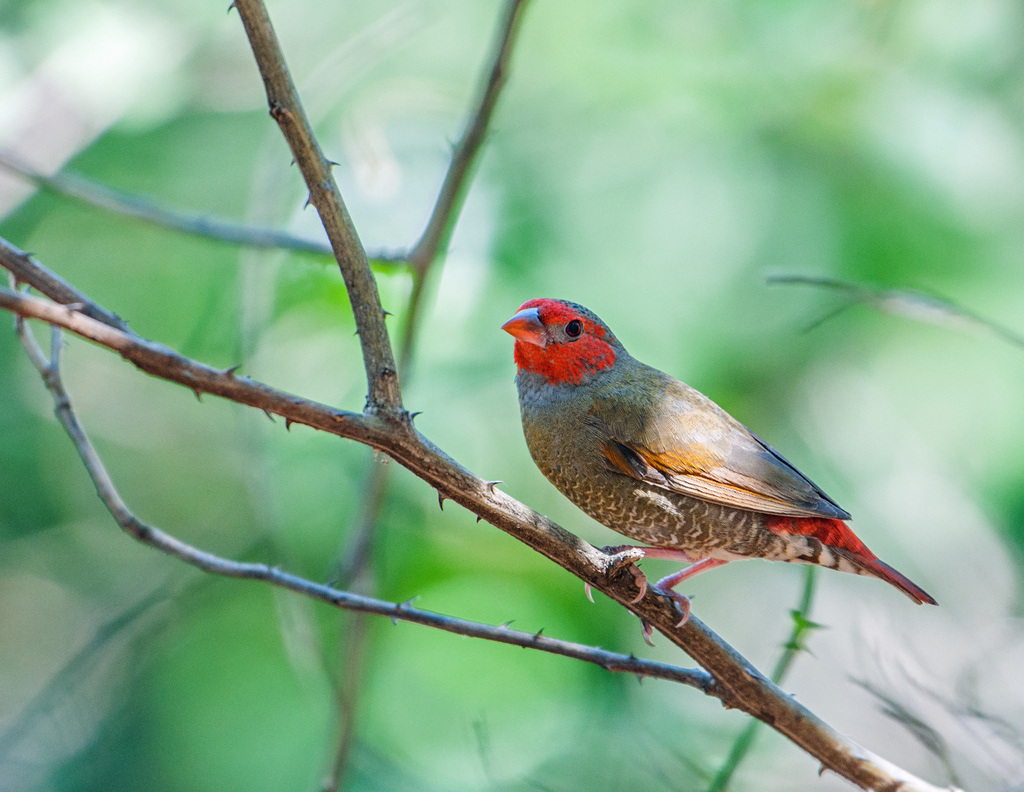 Orange-Winged Pytilia