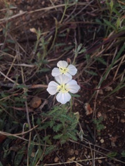 Oenothera tetraptera