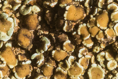 Lecanora sierrae