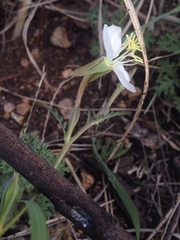 Oenothera tetraptera
