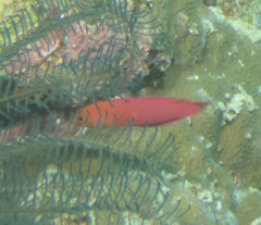 Checkered Dottyback photo 3