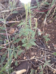 Oenothera tetraptera