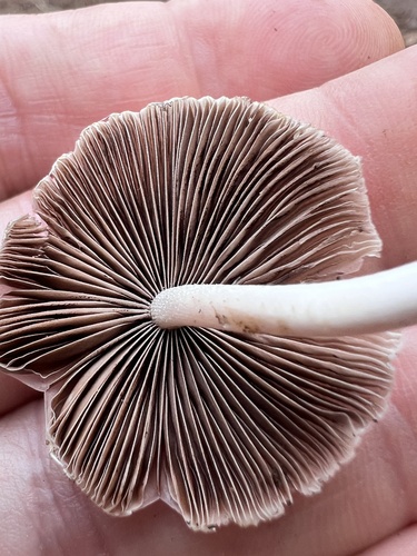 Candolleomyces candolleanus observed 2024-01-23