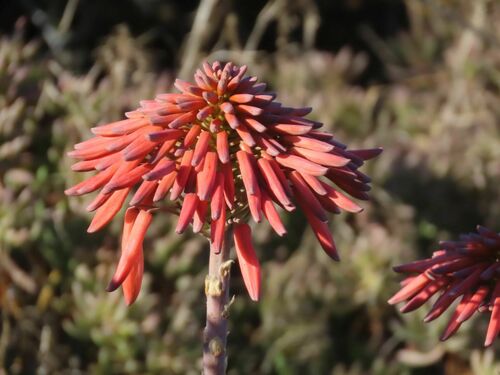 Image of Aloe distans by no rights reserved