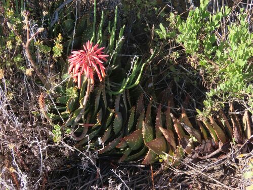 Image of Aloe distans by no rights reserved