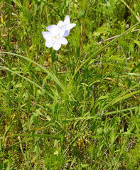 Nemastylis geminiflora