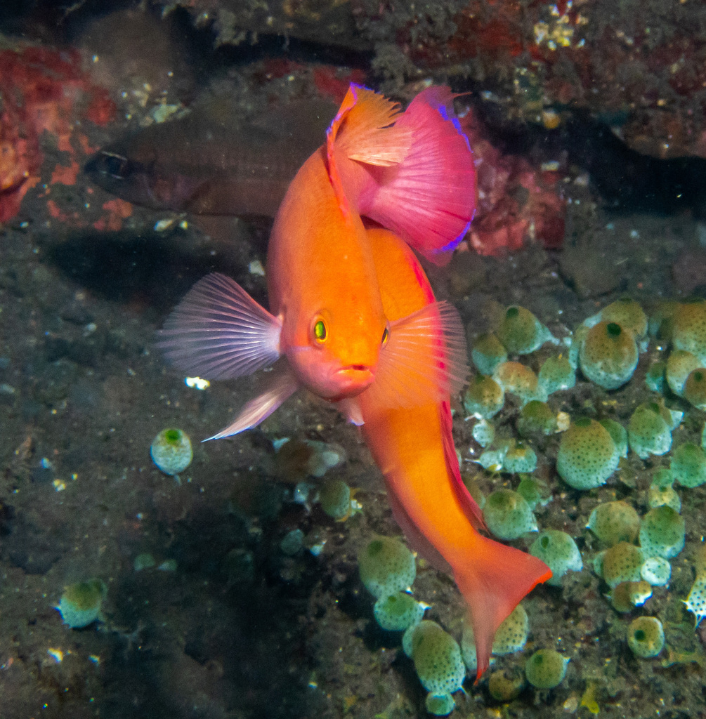 Pink basslet
